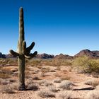 Der stoltze Saguaro