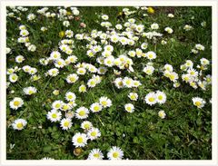 " Der Stolz eines jeden Gartenbesitzers ; Die Gänseblümchenwiese ! "