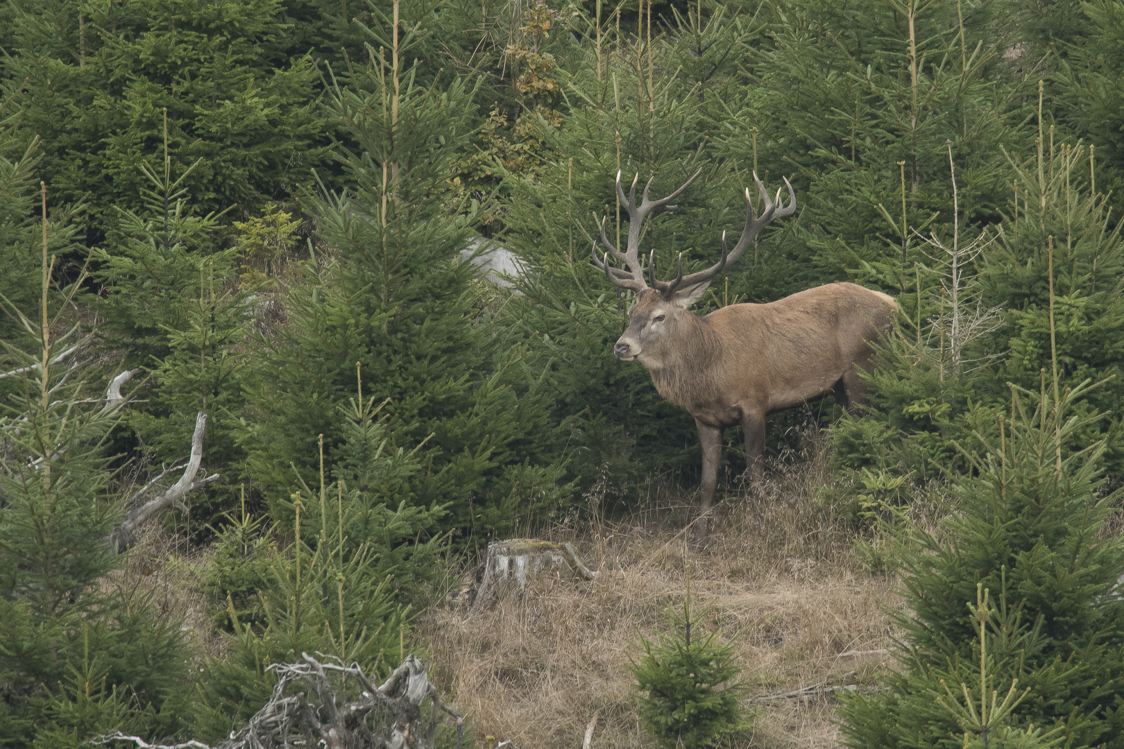 "Der Stolze" Foto & Bild | natur, tiere, wildlife Bilder auf fotocommunity
