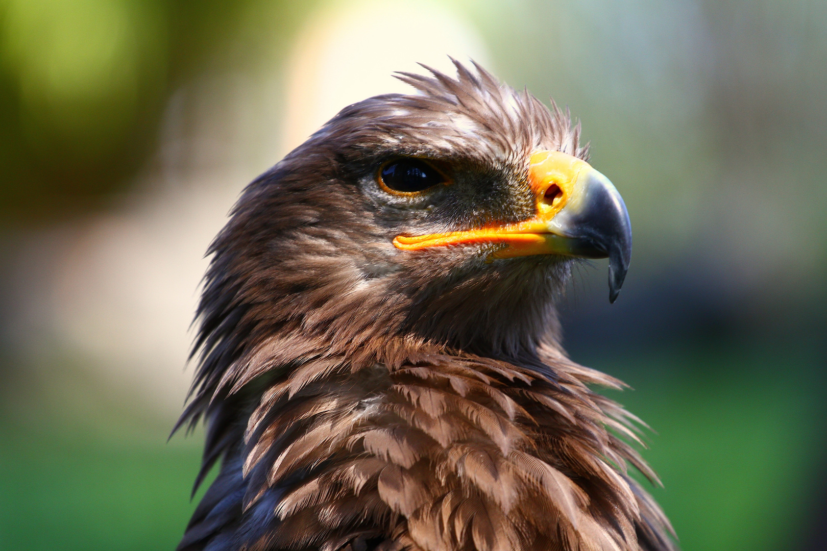 Der stolze Adler