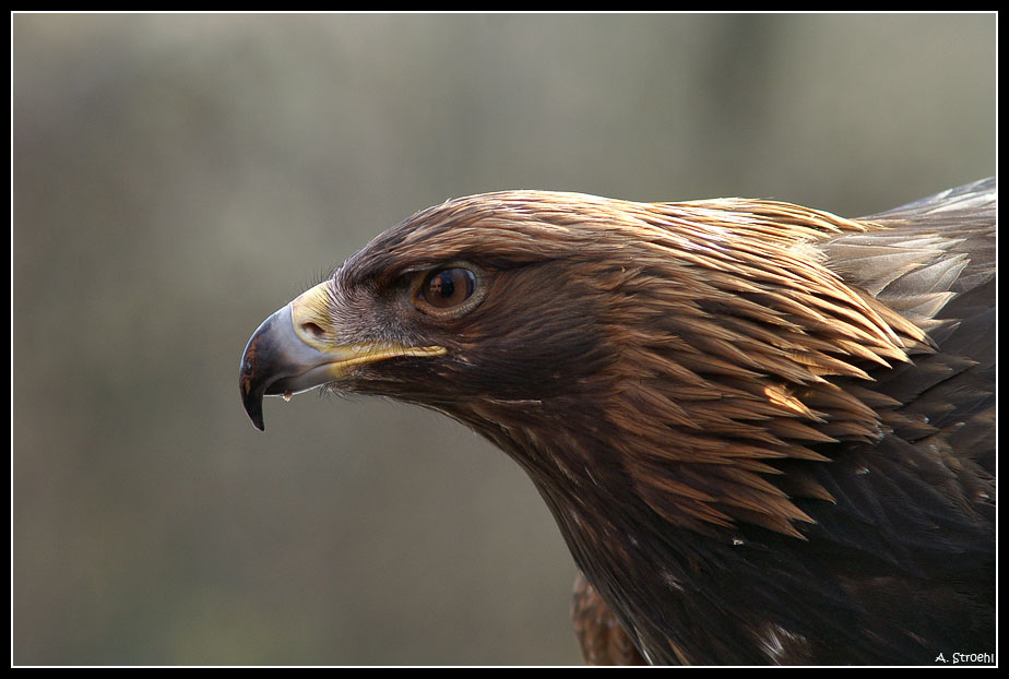 Der stolze Adler