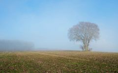 Der stolze Baum