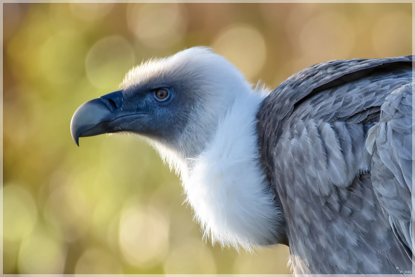 Der stolze Blick