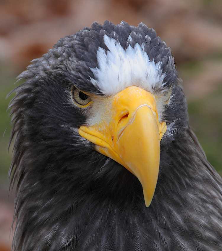 Der stolze Blick des Adlers (Riesenseeadler + Tier Info)