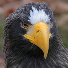 Der stolze Blick des Adlers (Riesenseeadler + Tier Info)