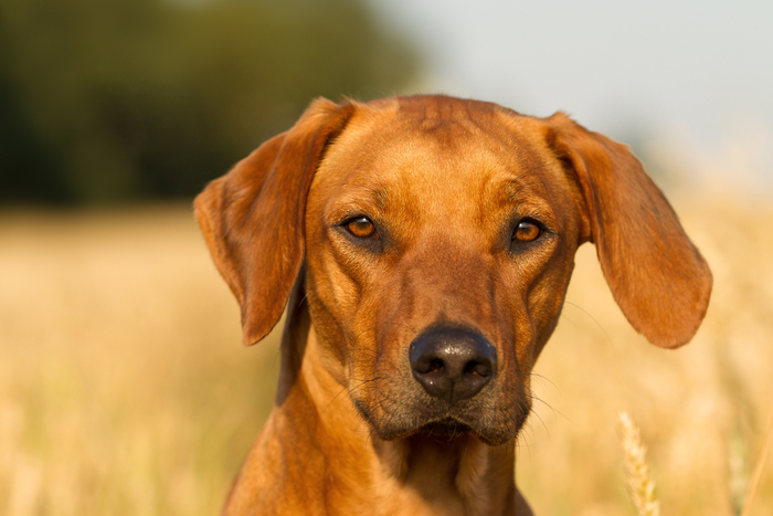 Der Stolze Blick des Ridgebacks:)