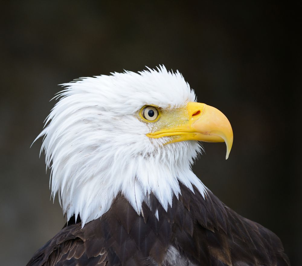 Der stolze Blick eines Weißkopfseeadlers