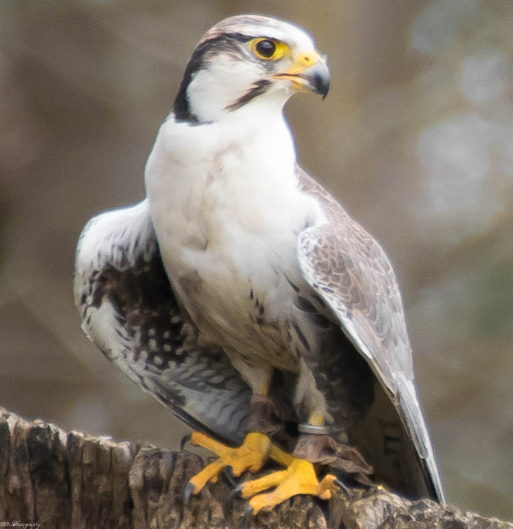 Der stolze Blick eines Wildparkbewohner