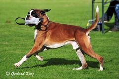 Der stolze Boxer