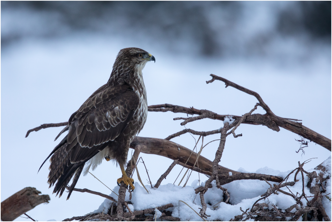 Der stolze Bussard