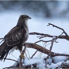 Der stolze Bussard