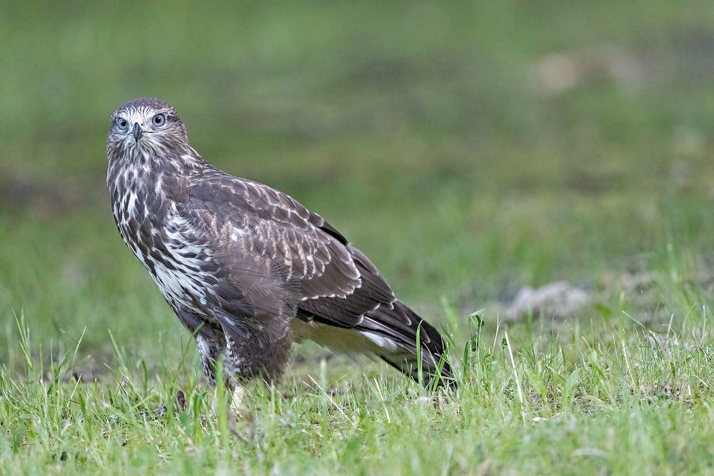 Der stolze Bussard 