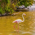 Der stolze Camargue-Flamingo