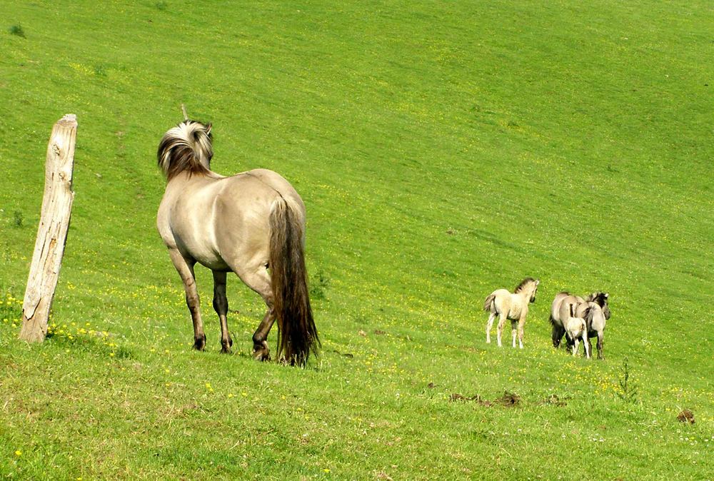 der stolze Familienvorstand