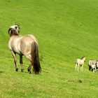 der stolze Familienvorstand