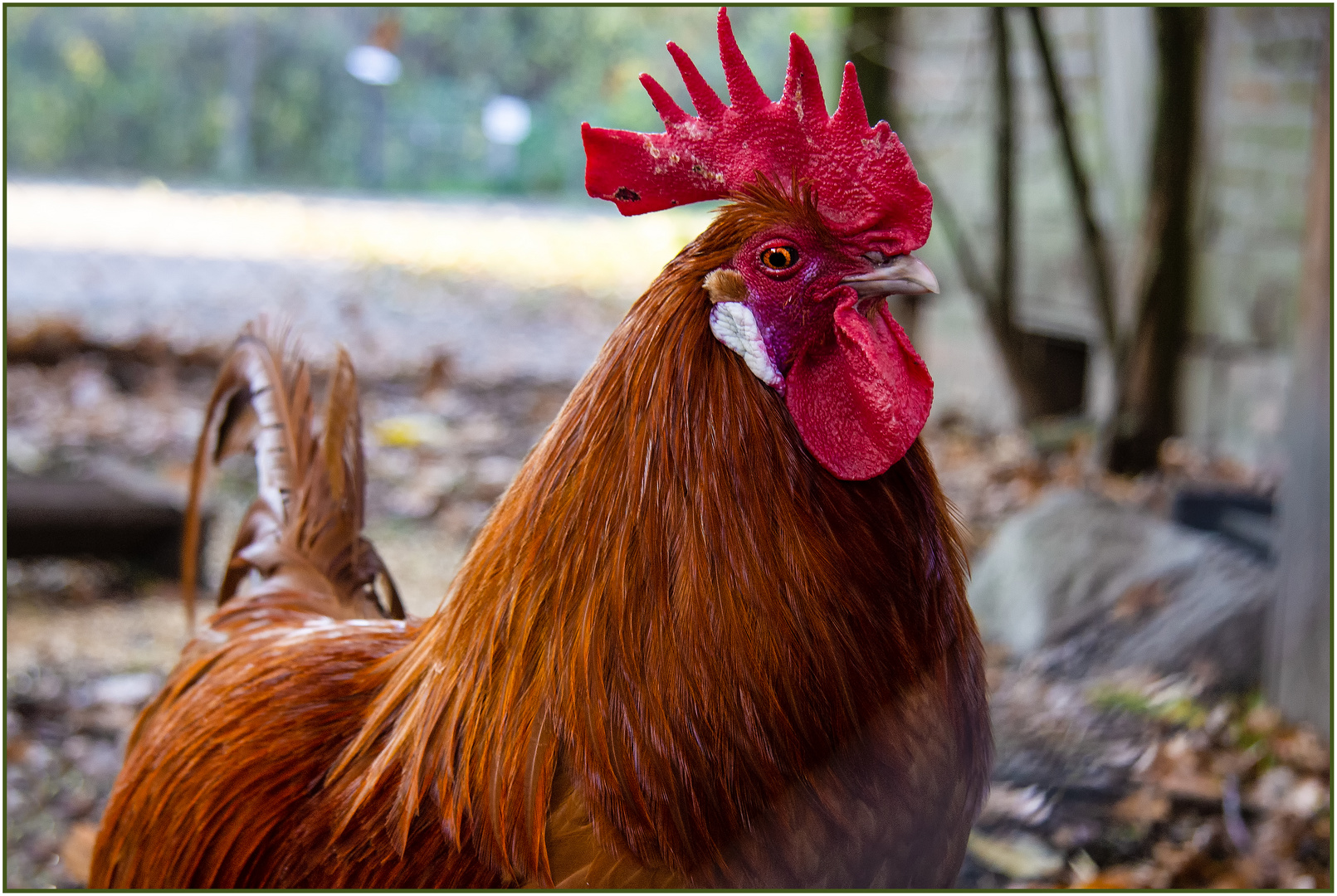 Der stolze Gockel ... Foto &amp; Bild | natur, hahn, tiere Bilder auf ...