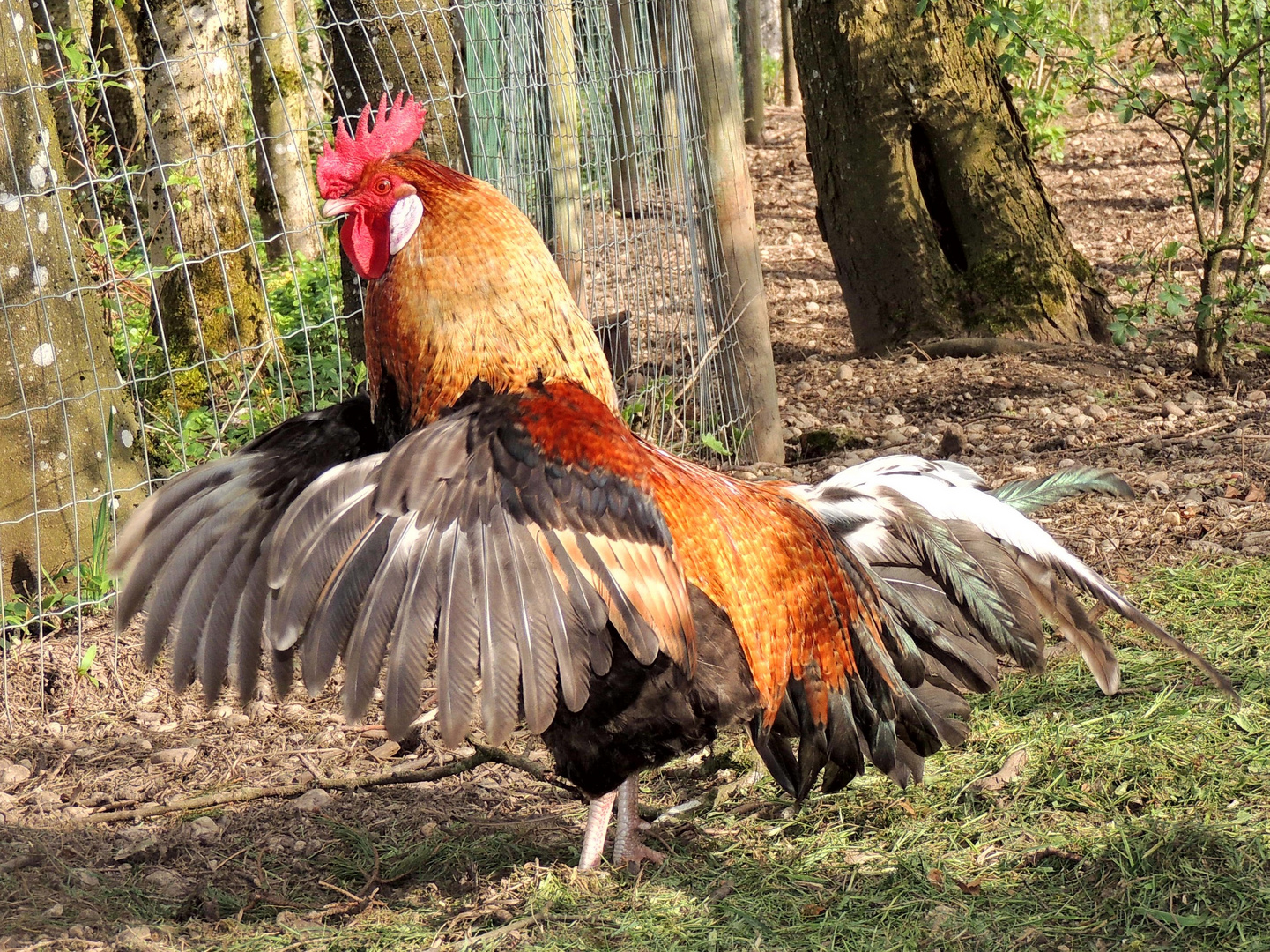 der stolze Gockel