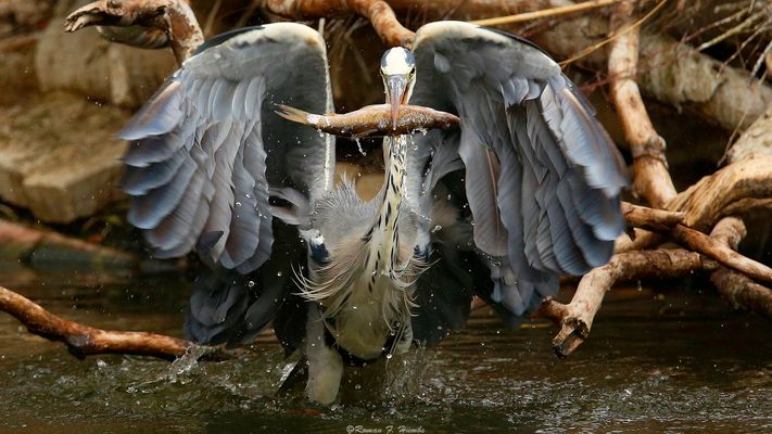 Der stolze Graureiher