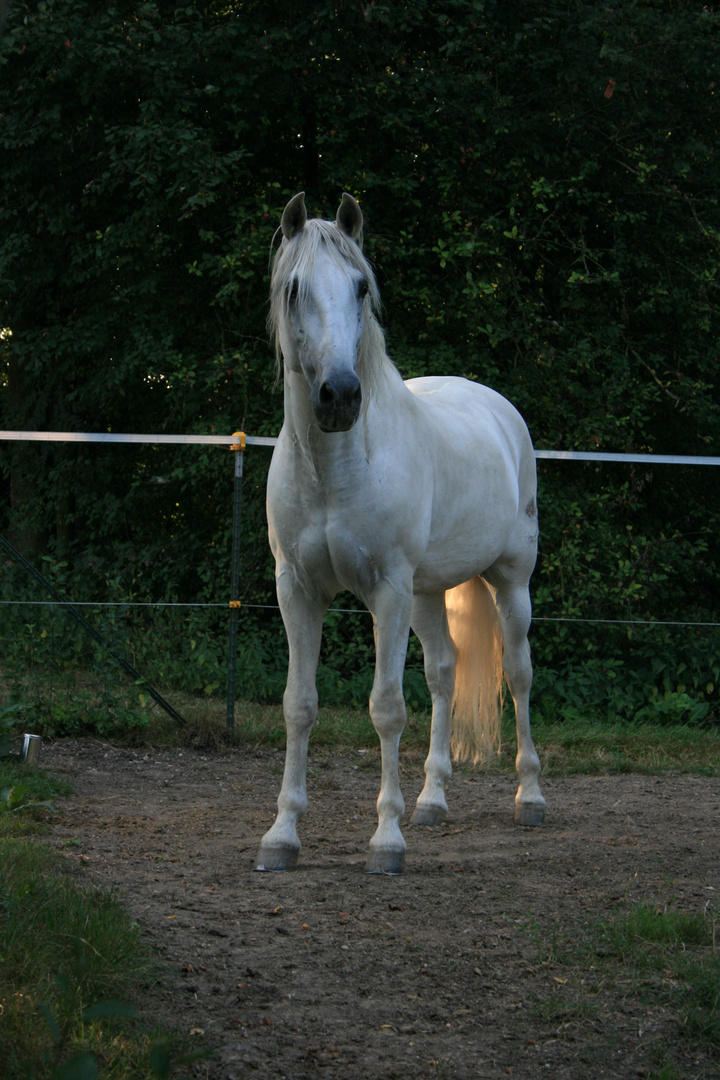 der stolze Hengst