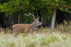 Der stolze Hirsch.