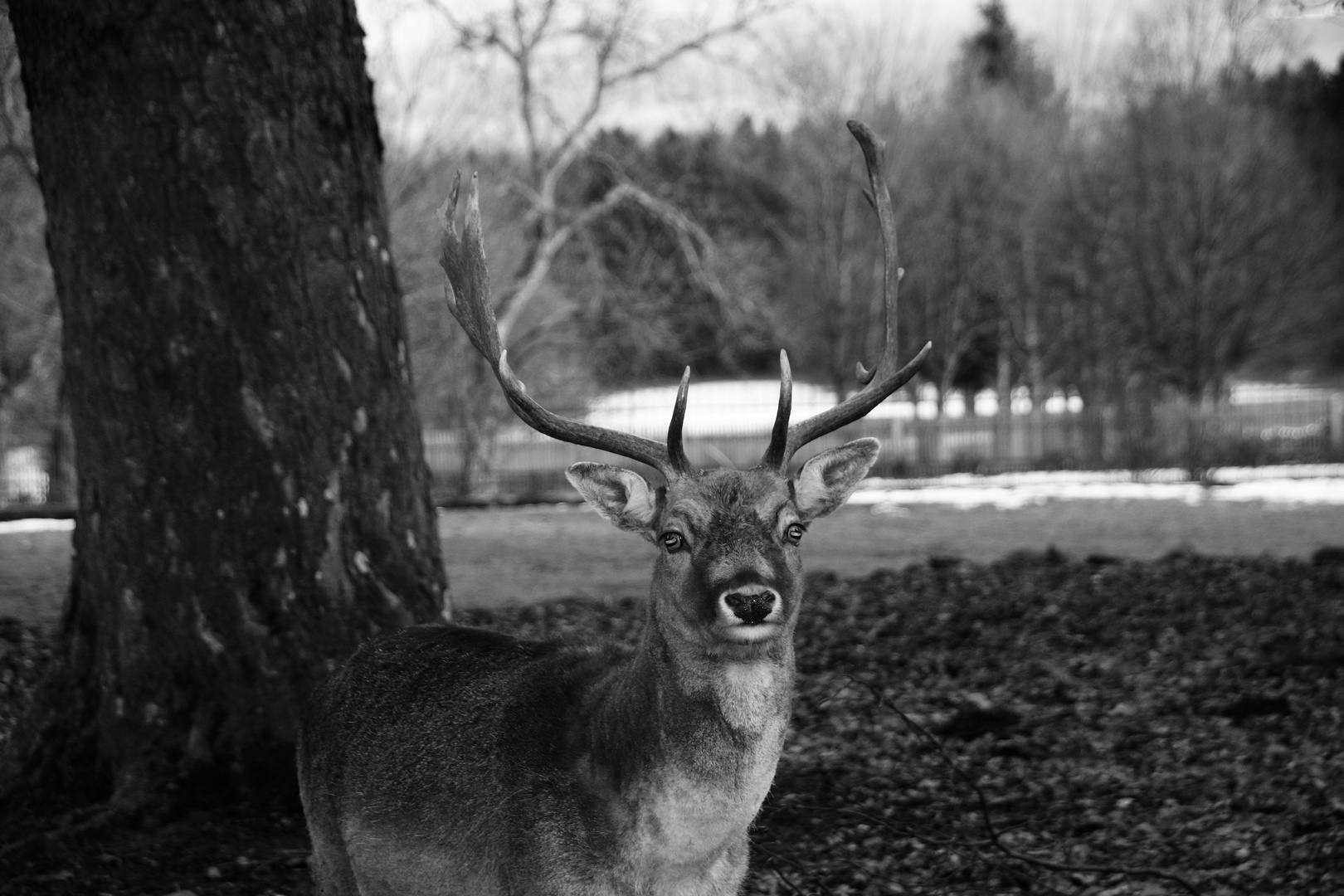 Der stolze Hirsch