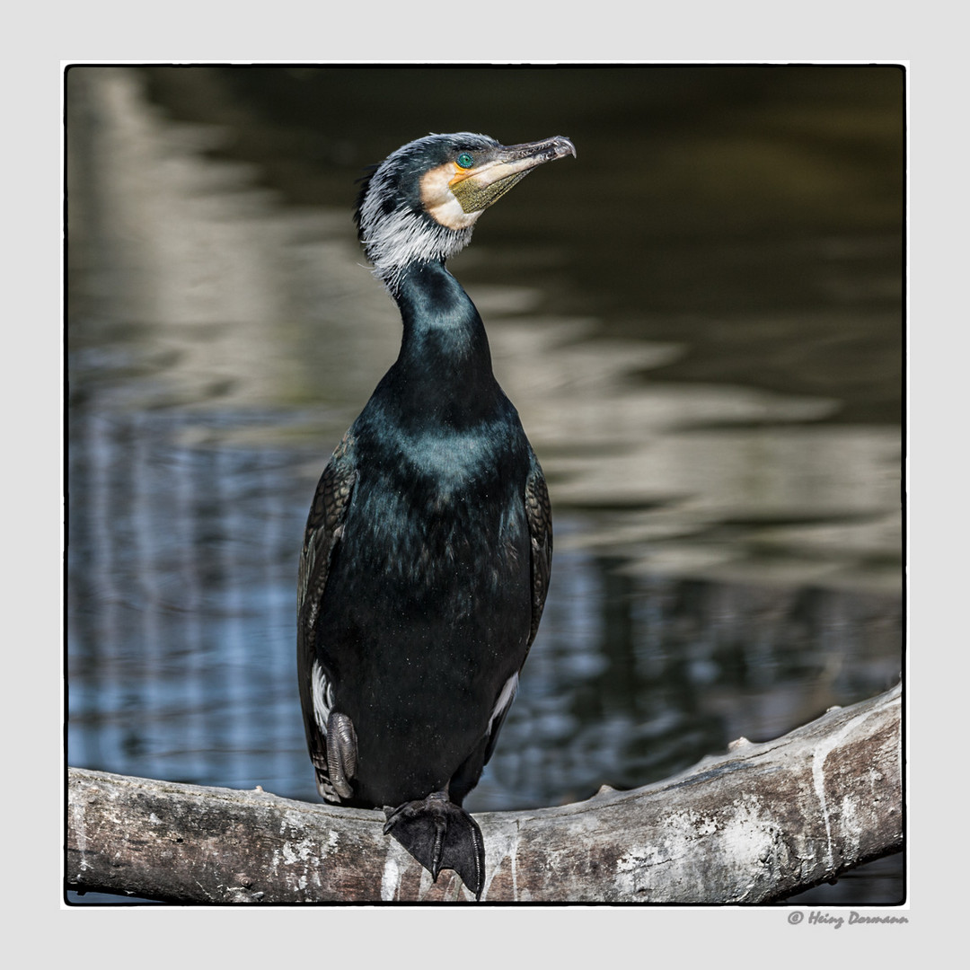 Der stolze Kormoran....