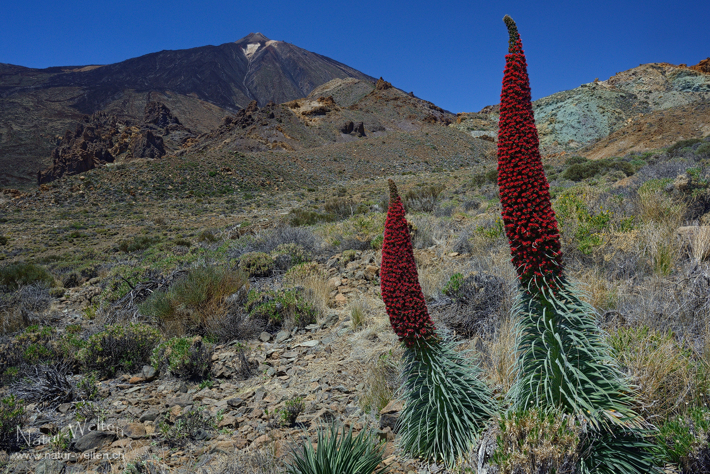 Der stolze Natternkopf des Teide