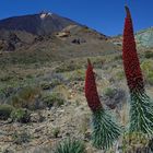 Der stolze Natternkopf des Teide