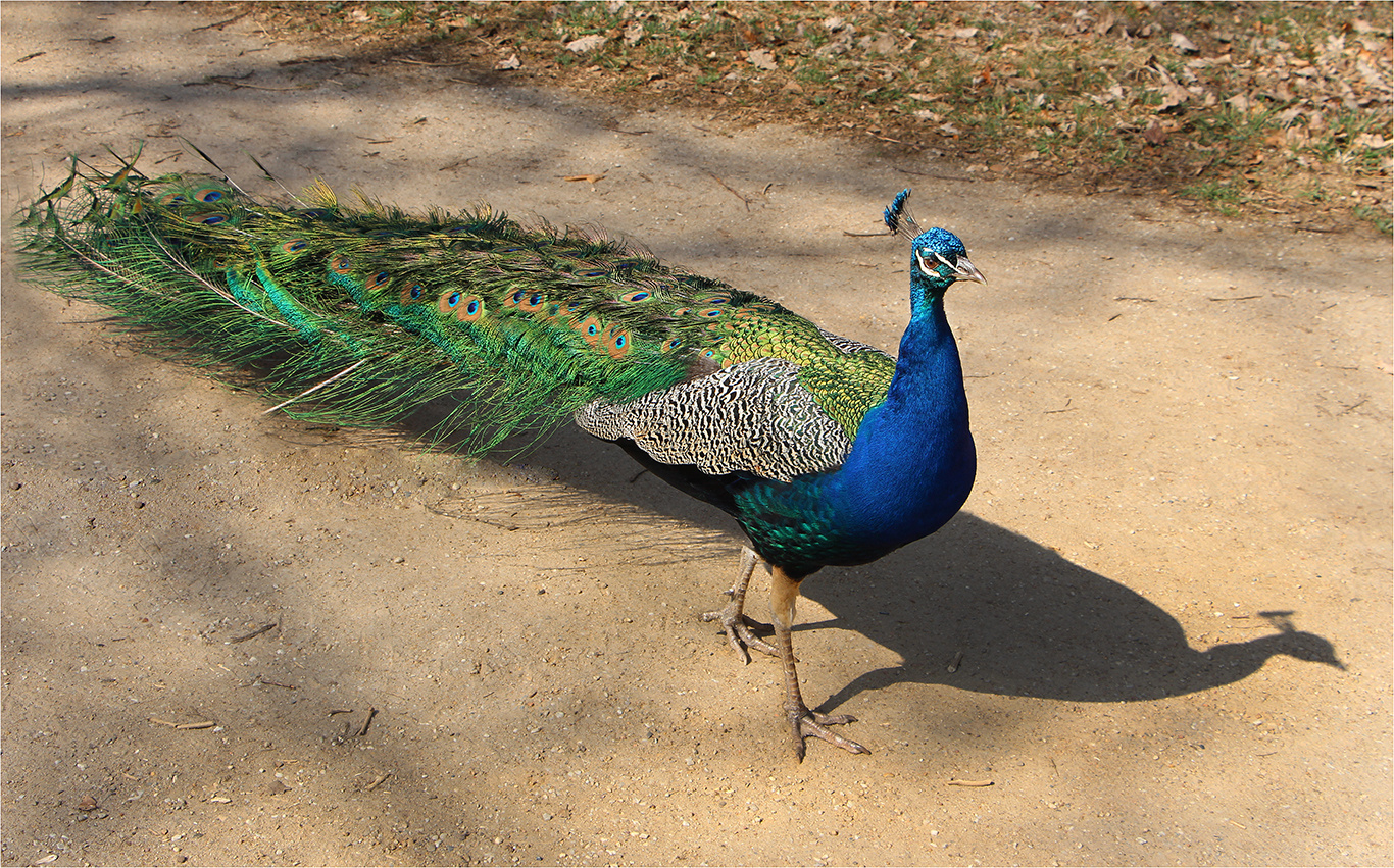 ...der stolze Pfau Foto & Bild | berlin, natur, landschaft ...