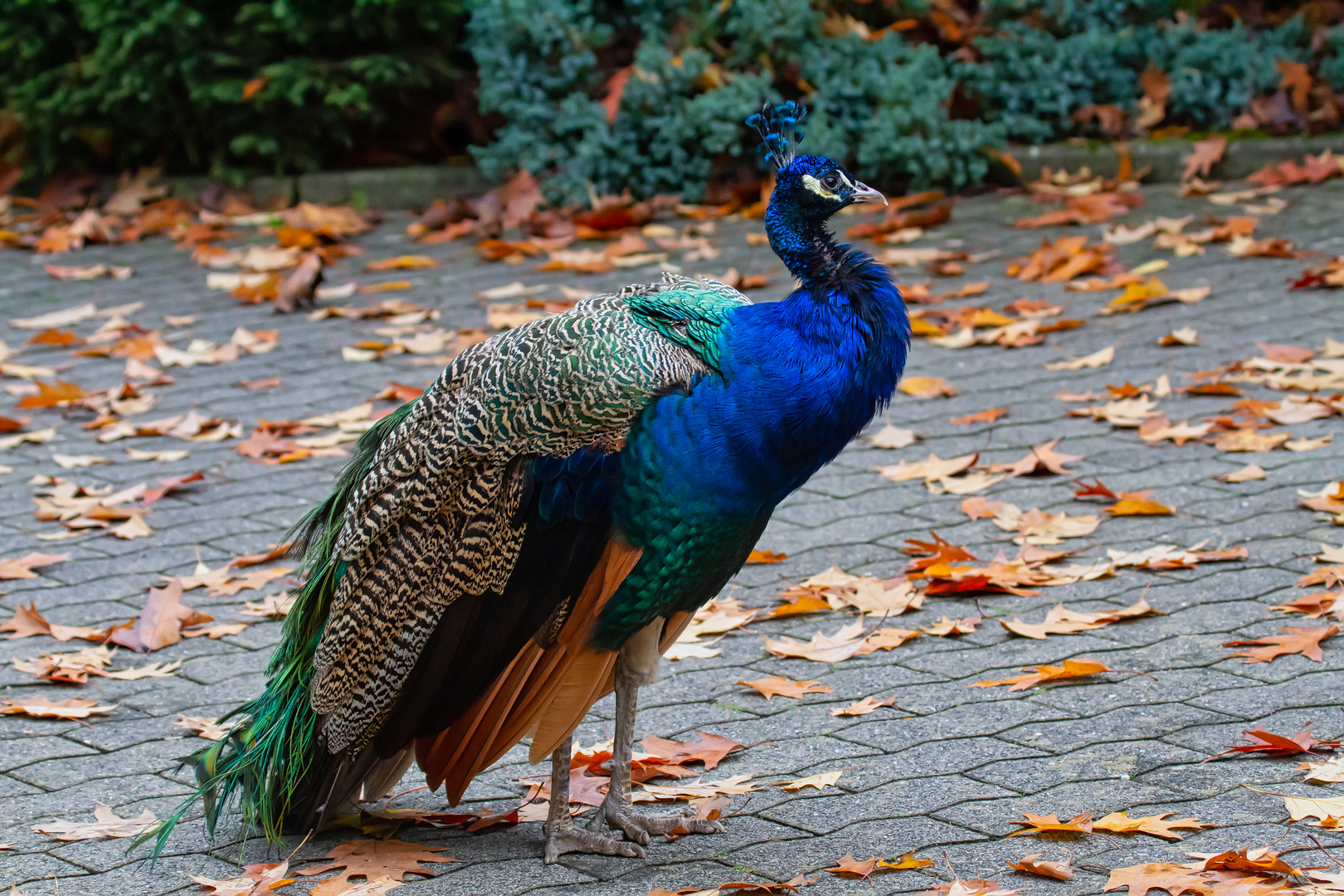 Der stolze Pfau