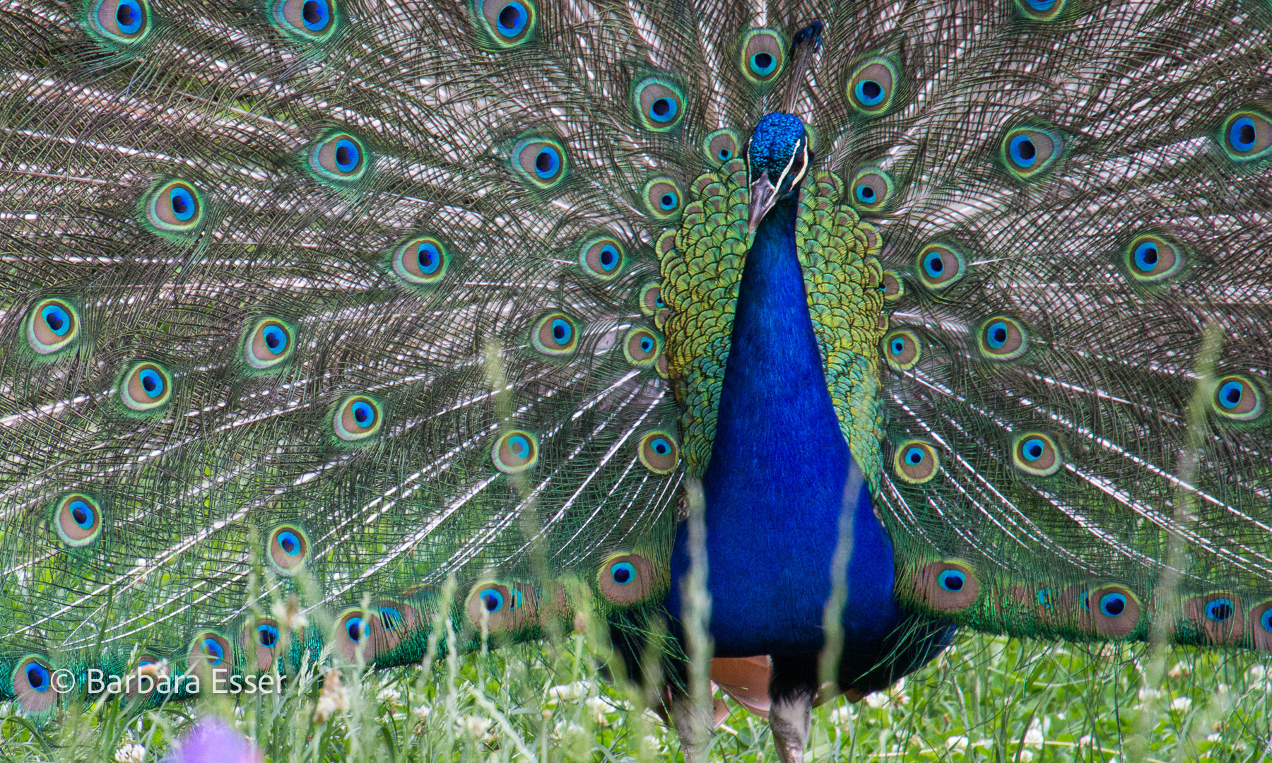 Der stolze Pfau