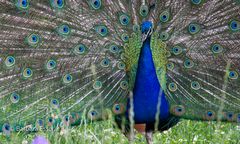 Der stolze Pfau