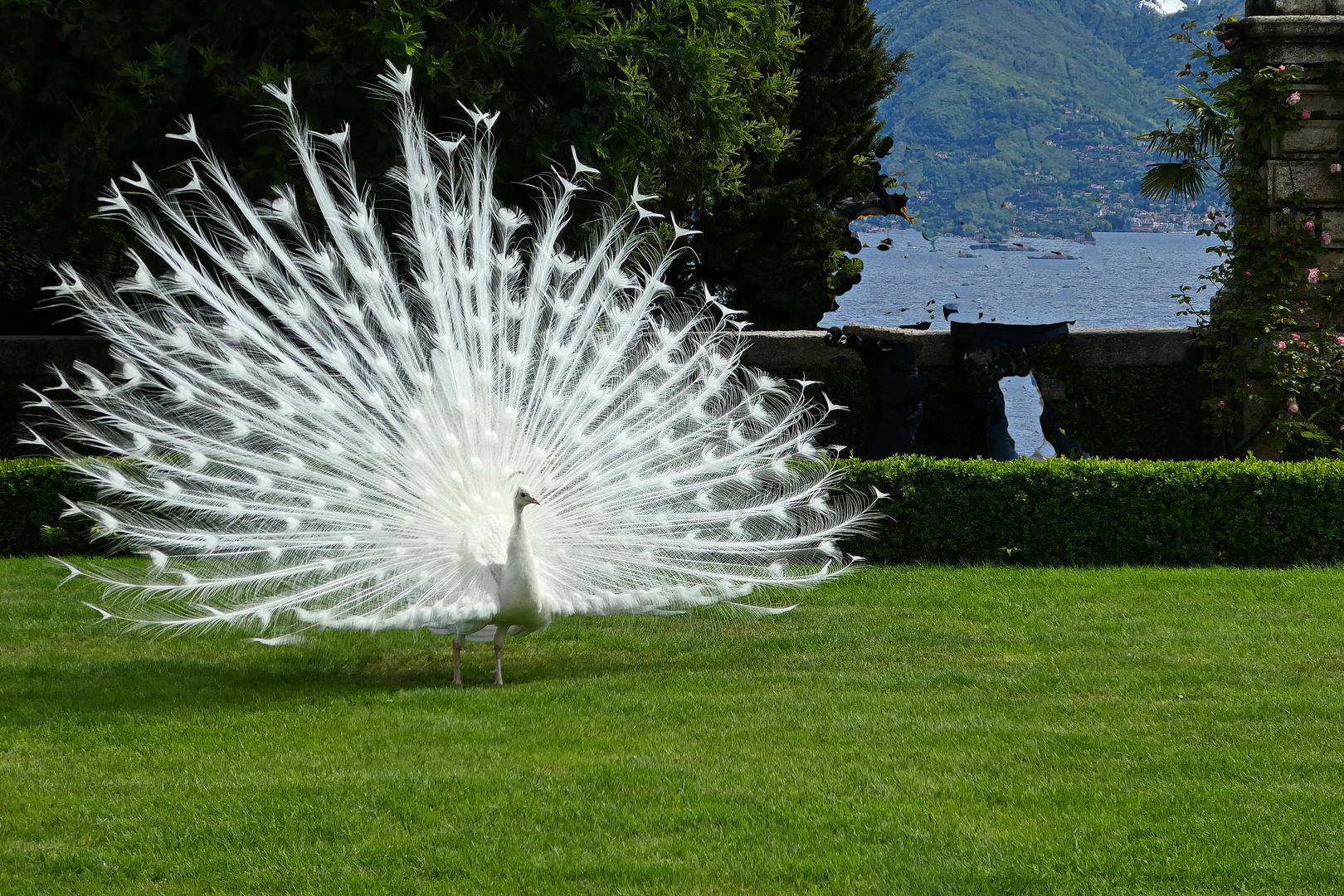 Der stolze Pfau