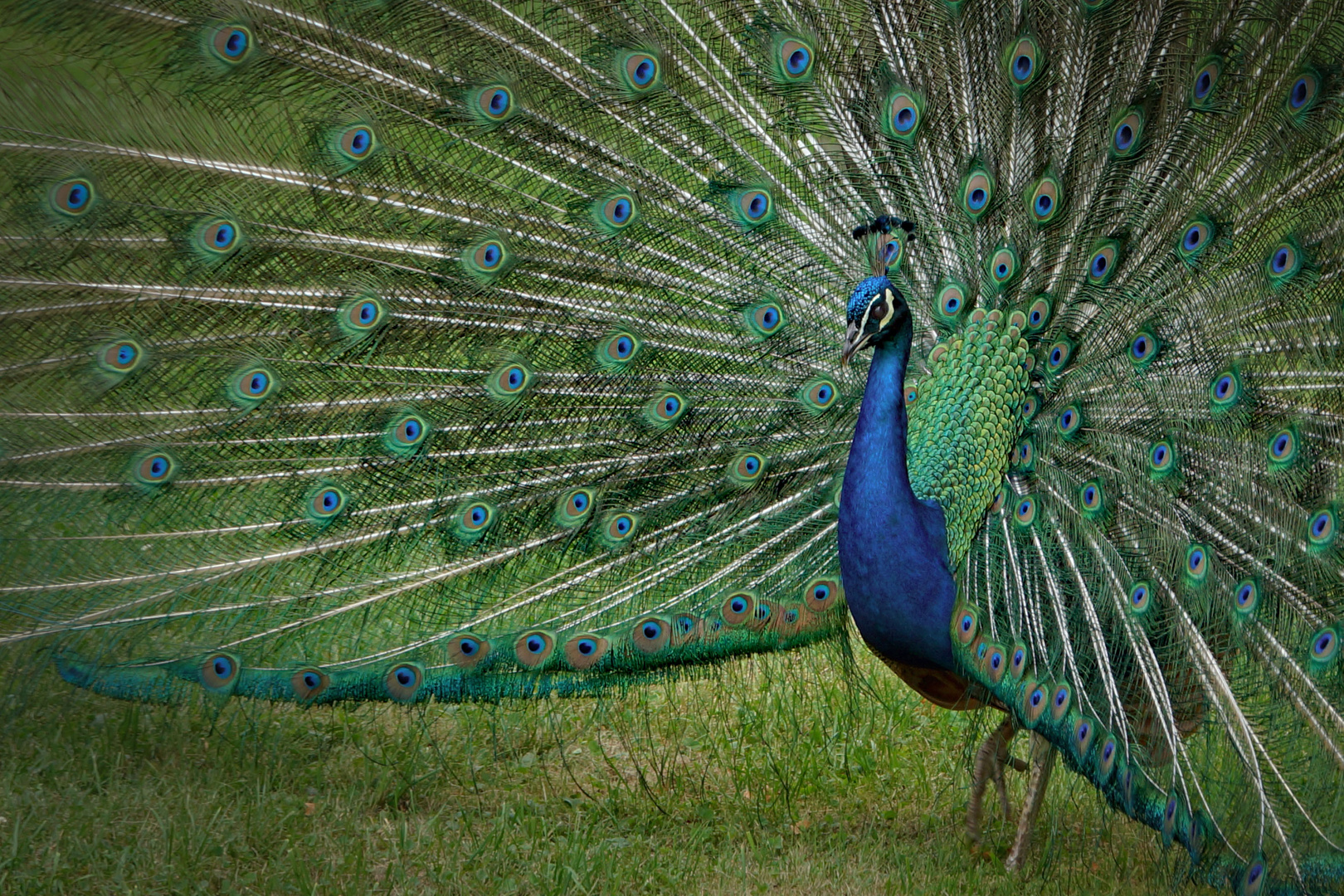 Der stolze Pfau