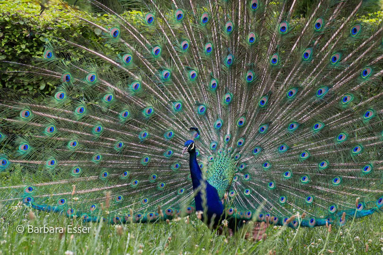 Der stolze Pfau