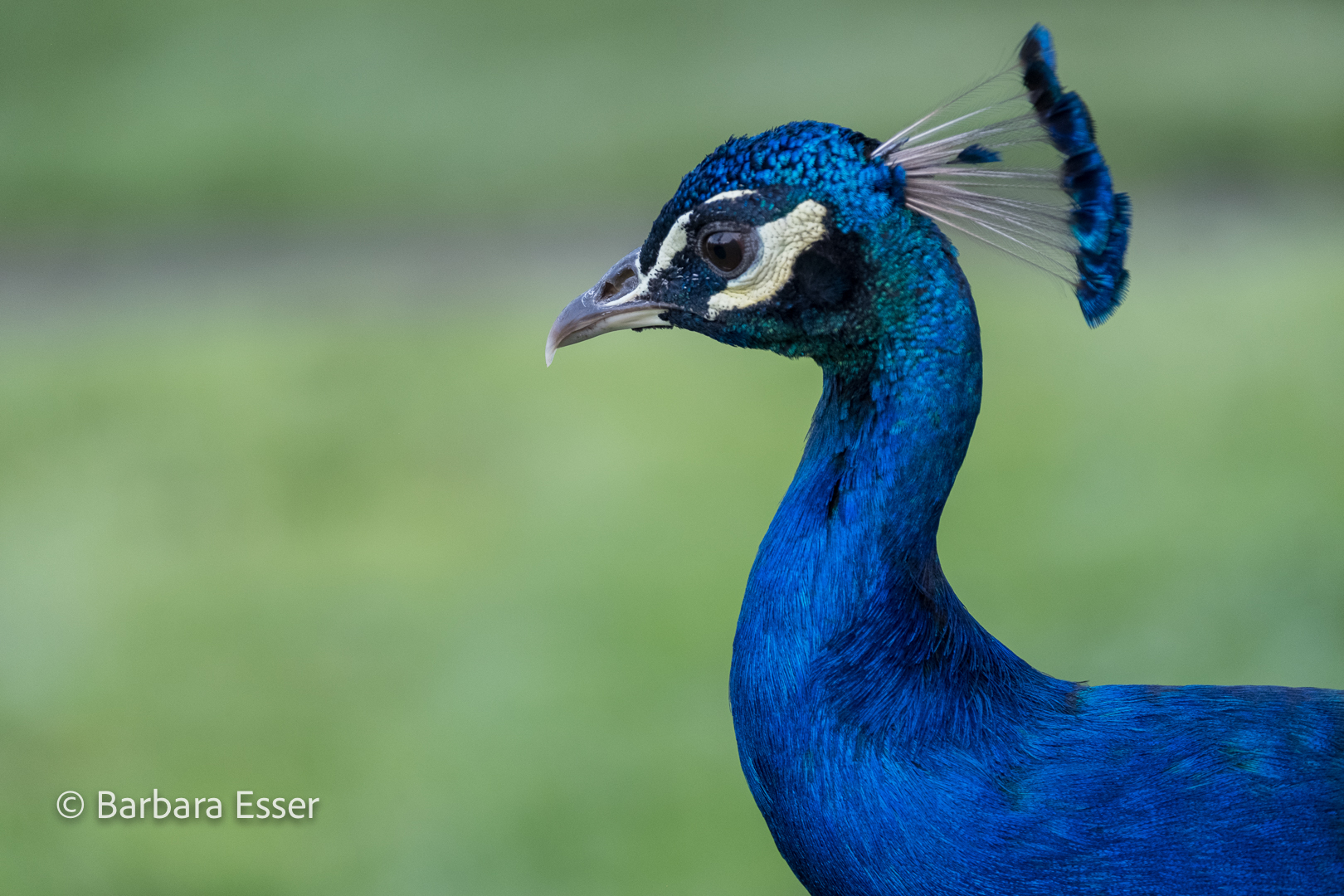 Der stolze Pfau