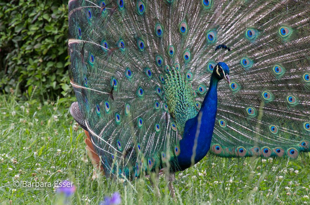 Der stolze Pfau