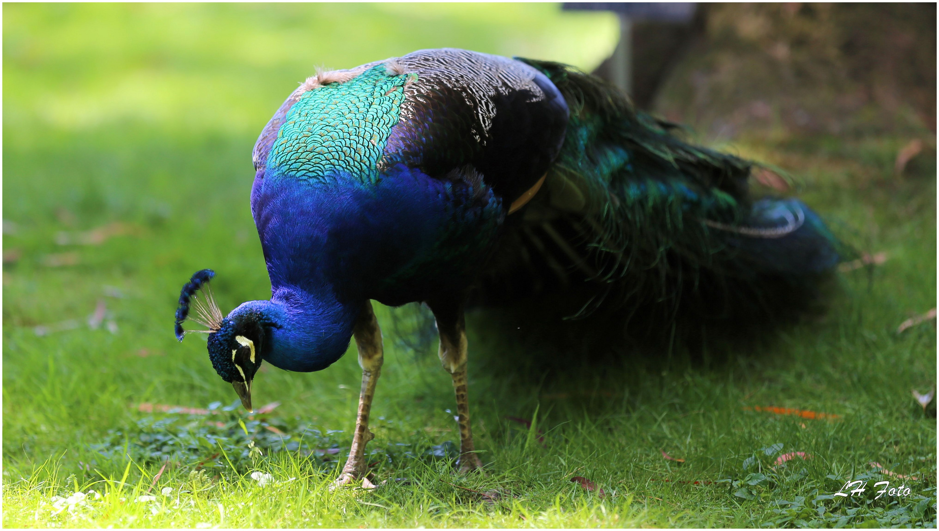 Der stolze Pfau...