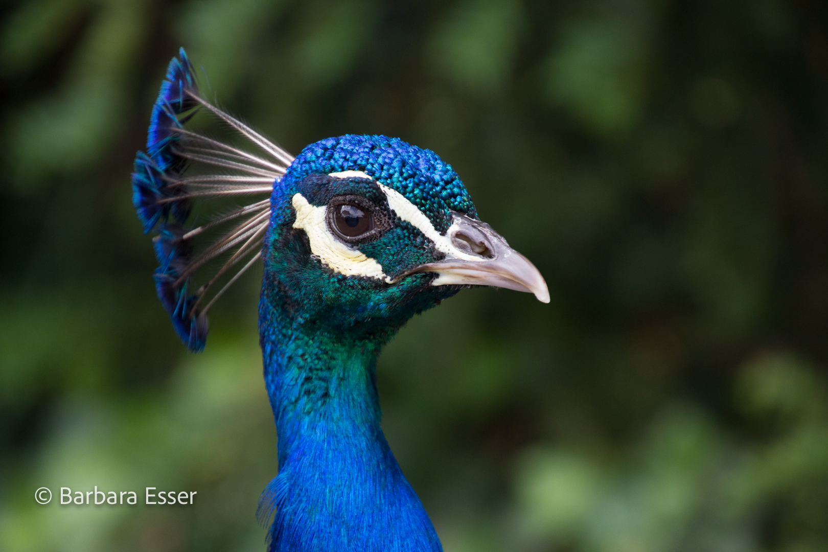 Der stolze Pfau