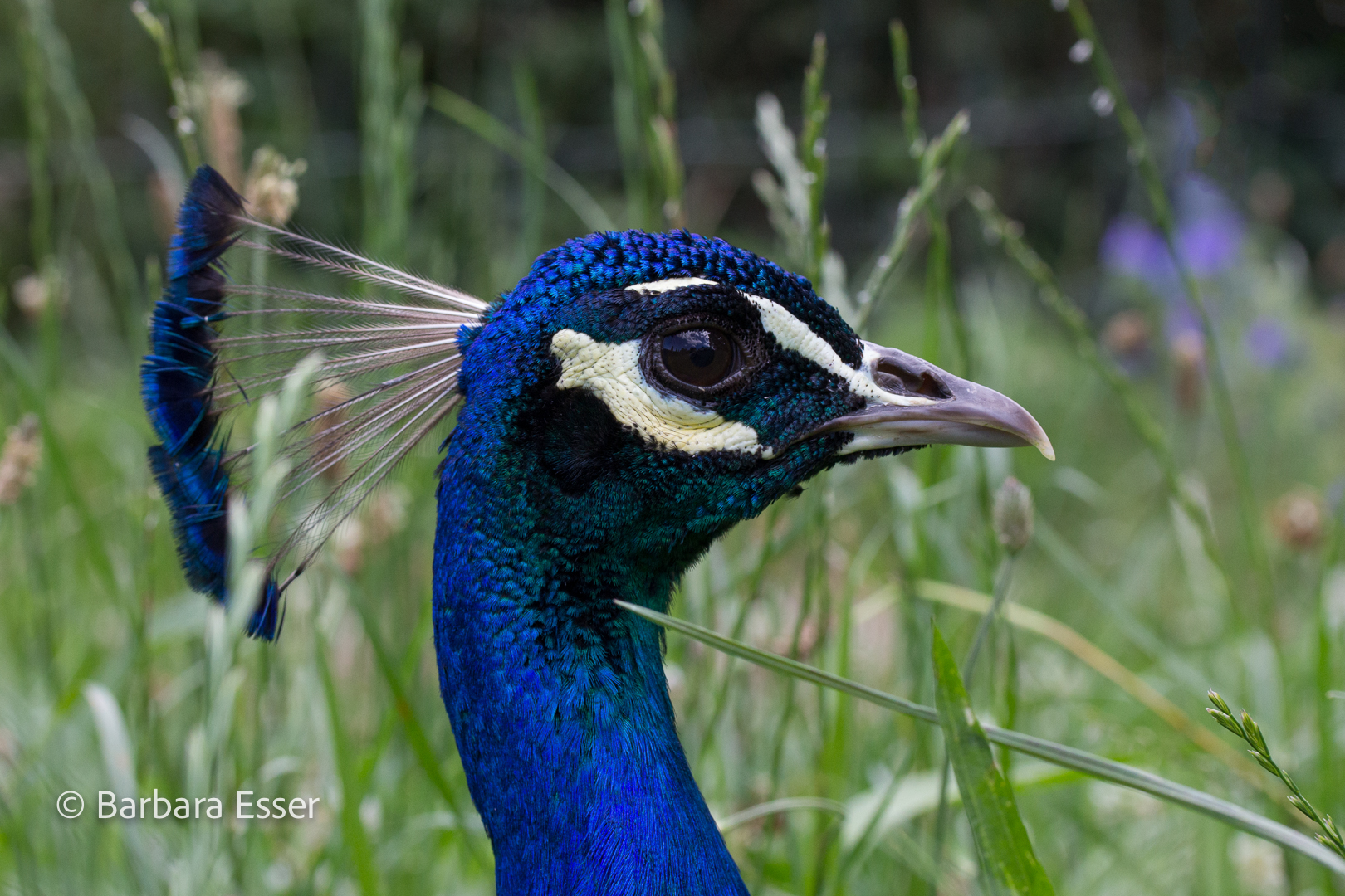 Der stolze Pfau