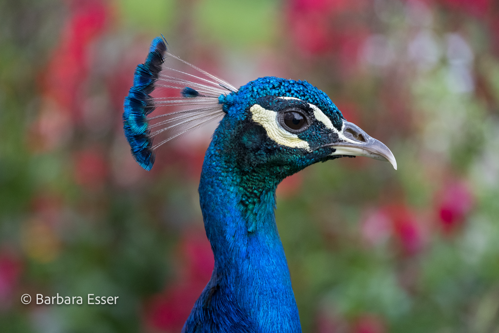 Der stolze Pfau