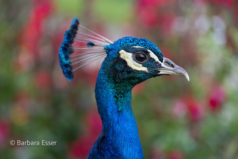 Der stolze Pfau