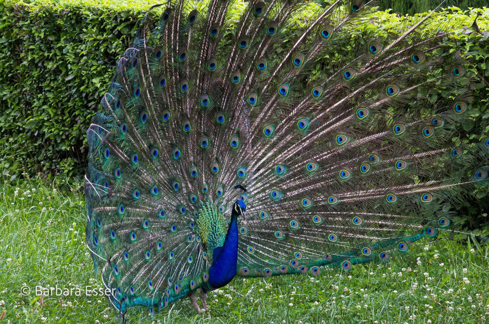 Der stolze Pfau