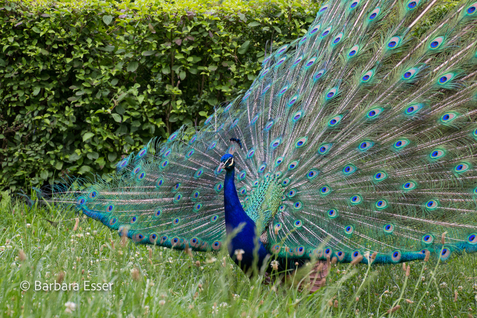 Der stolze Pfau