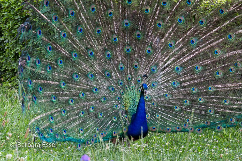 Der stolze Pfau