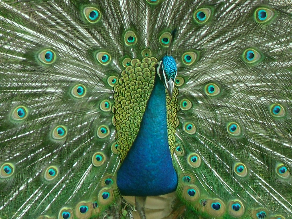 Der stolze Pfau in aller Farbenpracht