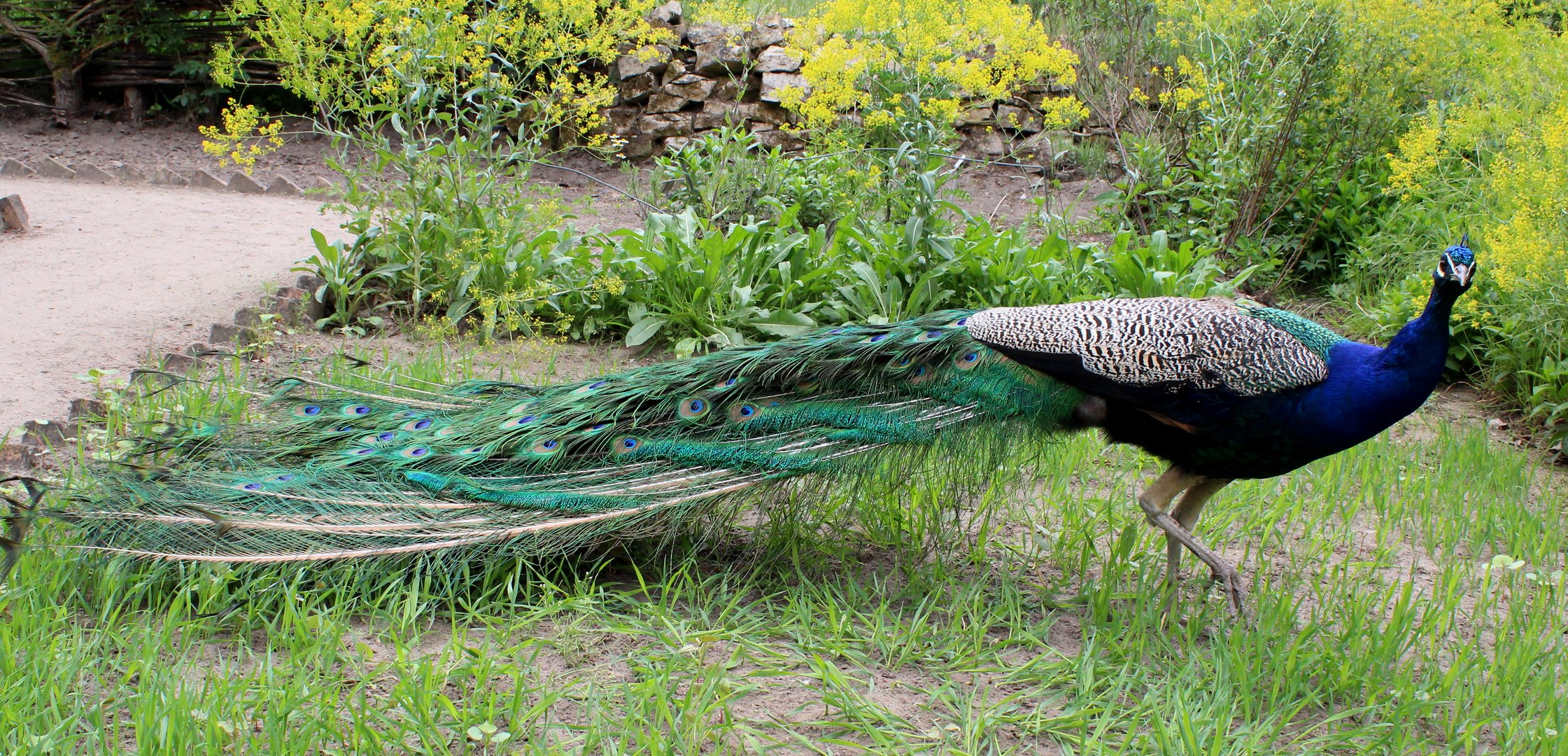 Der stolze Pfau in voller Schönheit