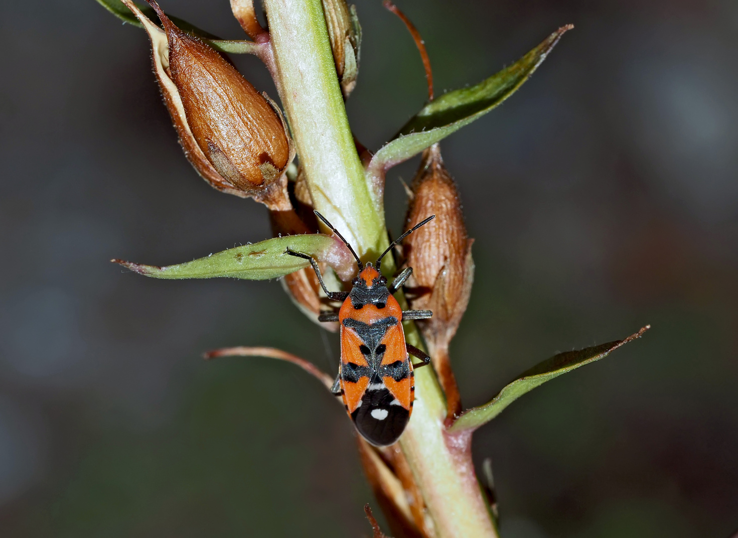 Der stolze Ritter! (Lygaeus equestris) - Punaise écuyère. 