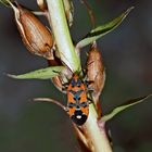 Der stolze Ritter! (Lygaeus equestris) - Punaise écuyère. 