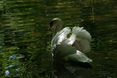 Der stolze Schwan